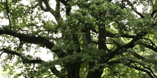 albero di rovere, arredi componibili in legno massello di rovere