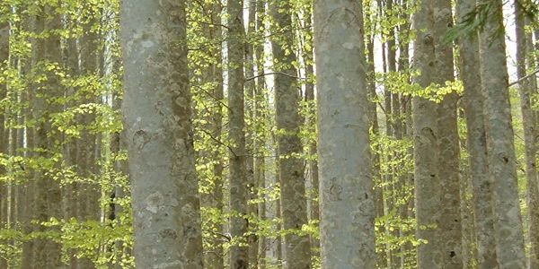 bosco di faggio, arredi verticali in legno massello di fagggio